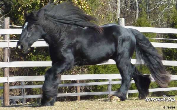 Gypsy Vanner Horse for Sale | Colt |Black | Shadow