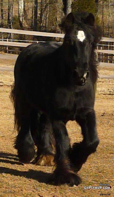 Gypsy Vanner Horse for Sale | Colt |Black | Shadow
