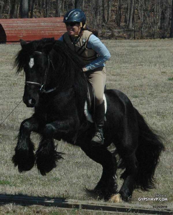 Gypsy Vanner Horse for Sale | Stallion |Black | Shadow