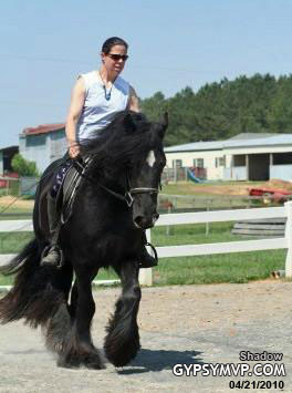 Black Gypsy Vanner Stallion