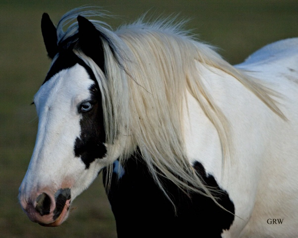 Gypsy Vanner Horses for Sale | Mare | Piebald | Shannon Willow