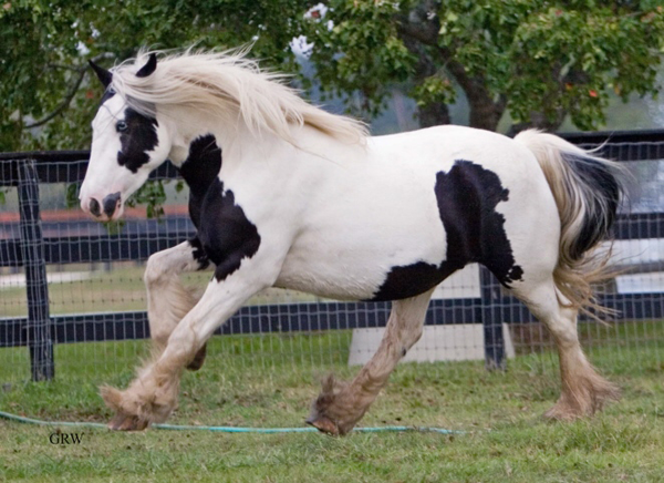 Gypsy Vanner Horses for Sale | Mare | Piebald | Shannon Willow