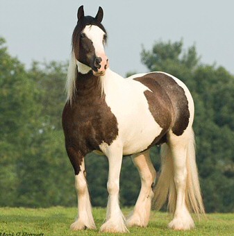 Gypsy Vanner Horses for Sale | Mare | Tri Color | Sheba Bok