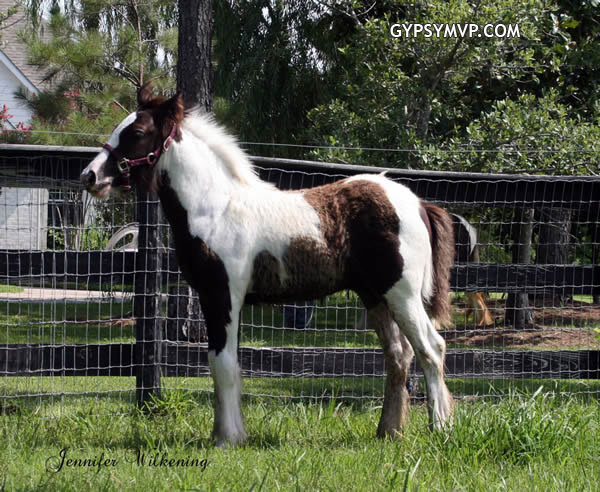 Gypsy Vanner Horses for Sale | Colt | Piebald | Showtime