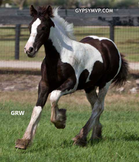 Gypsy Vanner Horses for Sale | Colt | Piebald | Showtim