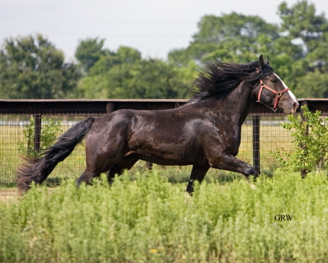 Shreck | Black Gypsy Horse Gelding for Sale