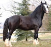 Shreck | Black Gypsy Horse Gelding for Sell