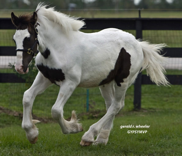 Gypsy Vanner Horse for Sale | Colt | Piebald | Sinatra