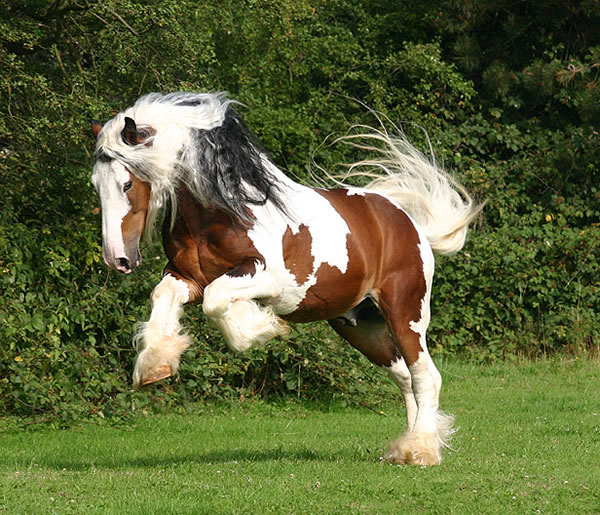 Sir Maverick | Gypsy Vanner Stallion for Sale