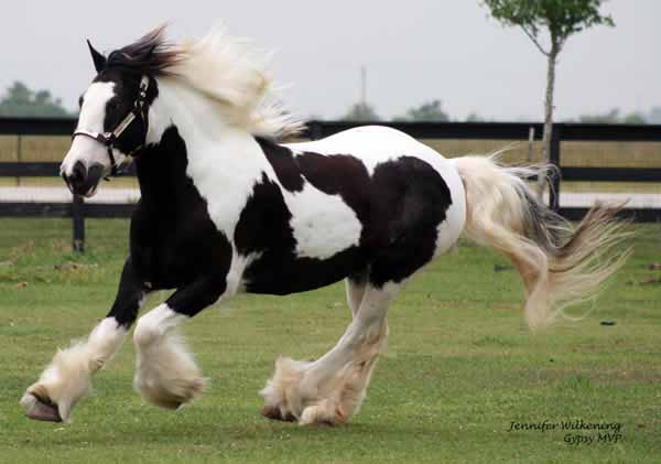 Gypsy Vanner Horses for Sale | Mare | Piebald | Smarties