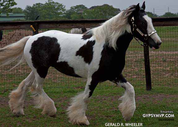 Gypsy Vanner Horses for Sale | Mare | Piebald | Smarties