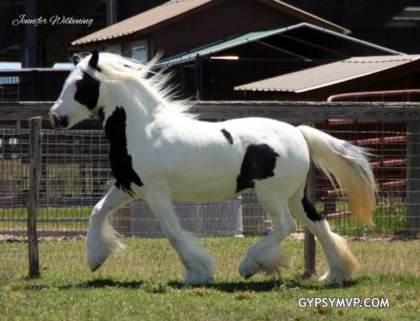 Gypsy Vanner Horses for Sale | Mare | Black & White | Sophie by Bok