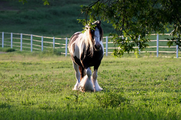 Sovereign | Gypsy Vanner Mare for Sale | Piebald