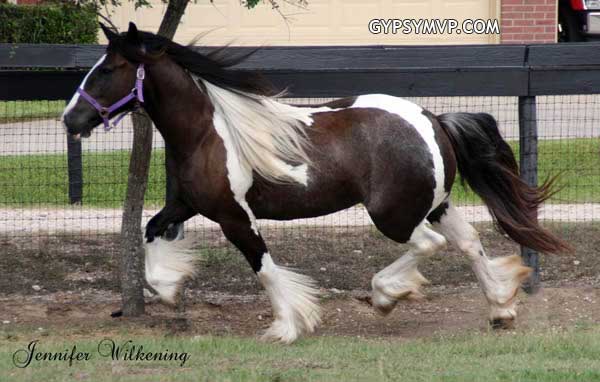 Gypsy Vanner Horses for Sale | Mare | Piebald | ST Party Girl