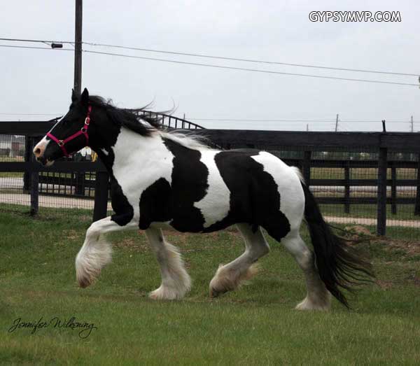 Gypsy Vanner Horses for Sale | Mare | Piebald | Star