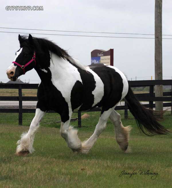 Gypsy Vanner Horses for Sale | Mare | Piebald | Star