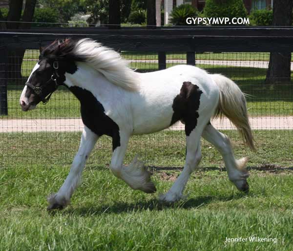 Gypsy Vanner Horses for Sale | Stallion | Piebald | Stenson 
