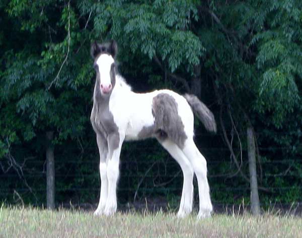 Gypsy Vanner Horses for Sale | Colt | Piebald | Storm Chaser