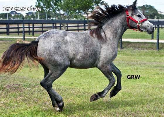 Gypsy/Arab-Gypsy Sport Horse for Sale | Filly | Gray | Pixie
