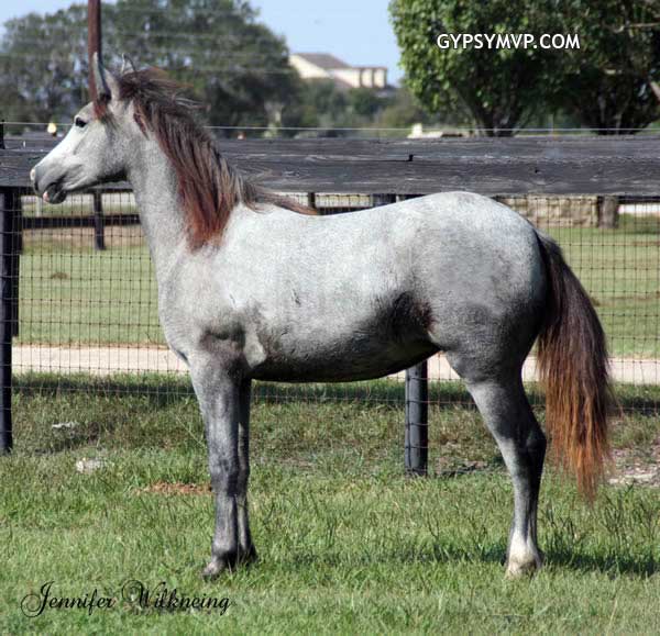 Gypsy Sport Horse for Sale in Texas