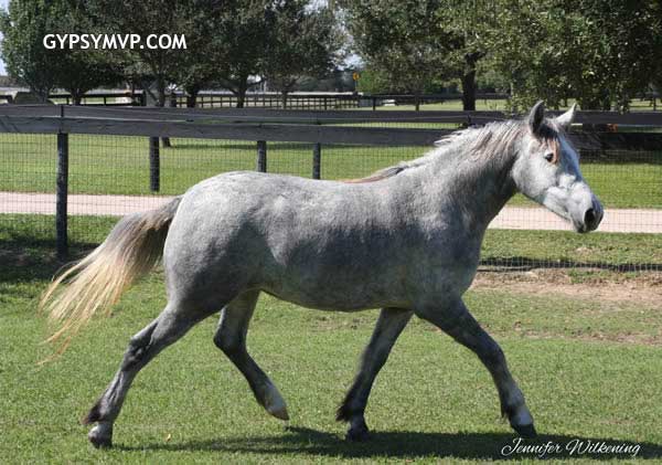 Gypsy/Arab-Gypsy Sport Horse for Sale | Filly | Gray | Stormy