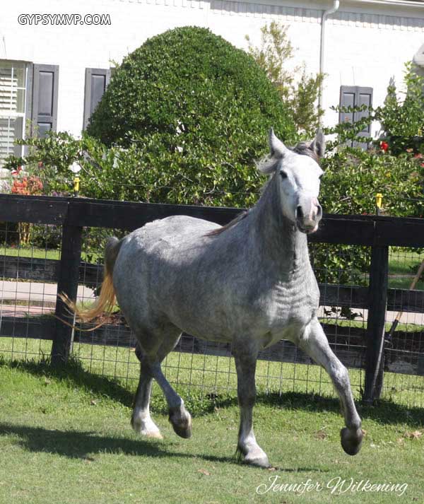 Gypsy/Arab-Gypsy Sport Horse for Sale | Filly | Gray | Stormy