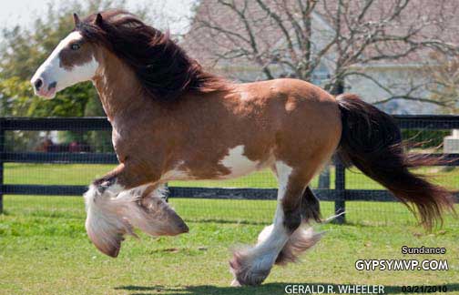 Gypsy Vanner Horse for Sale | Stallion | Golden Buckskin Blagdon Skewbald