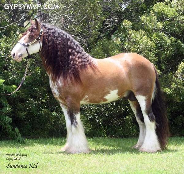 gypsy vanner horse for sale stallion golden buckskin blagdon horses for 600x567