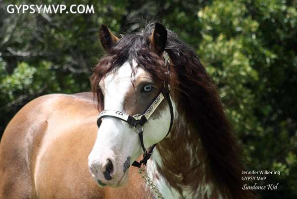 Gypsy Vanner Horse for Sale 