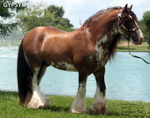 http://www.gypsymvp.com/horses/sundance/052710/gypsy-vanner-horses-for-sale00007.jpg