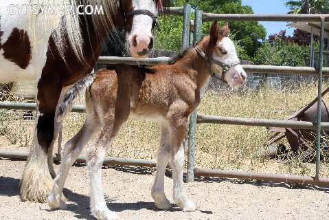 Gypsy Vanner Filly by Sundance