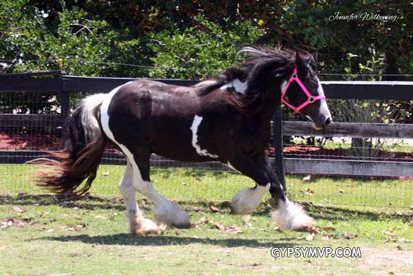 Gypsy Vanner Horses for Sale | Mare | Piebald | Sundays Best