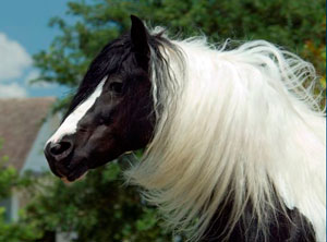 Taufin | Gypsy MVP's newest homozygous WOW stallion