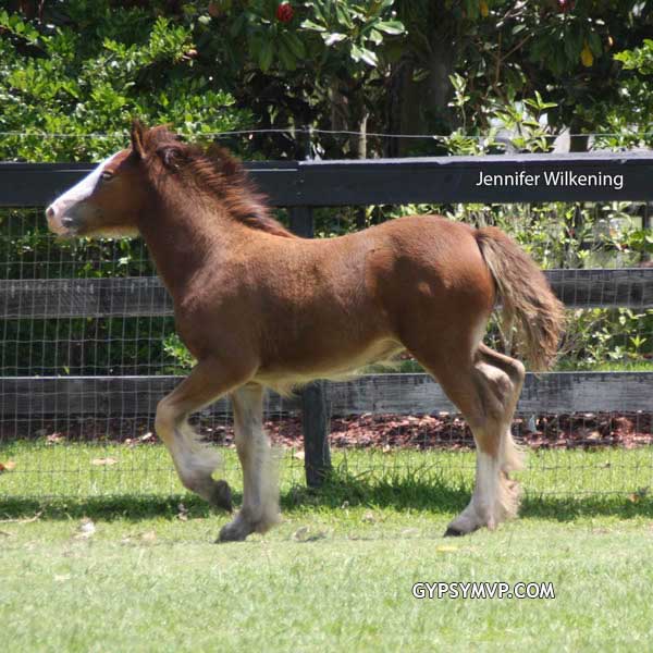 Gypsy Vanner Horses for Sale | Filly | Bay | Teako