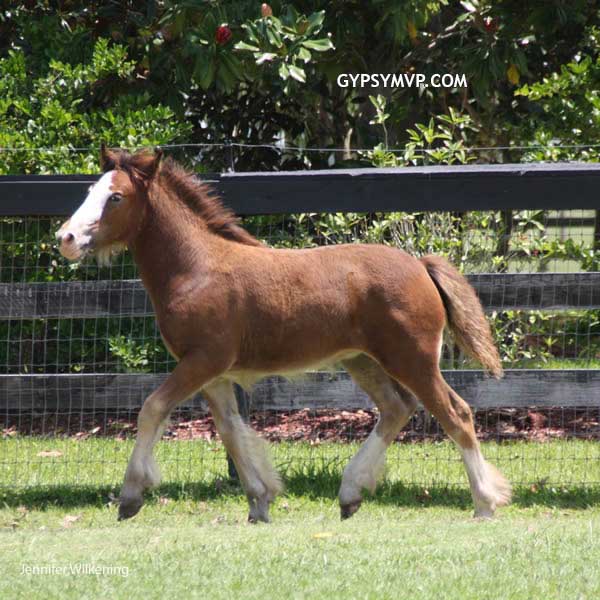 Gypsy Vanner Horses for Sale | Filly | Bay | Teako