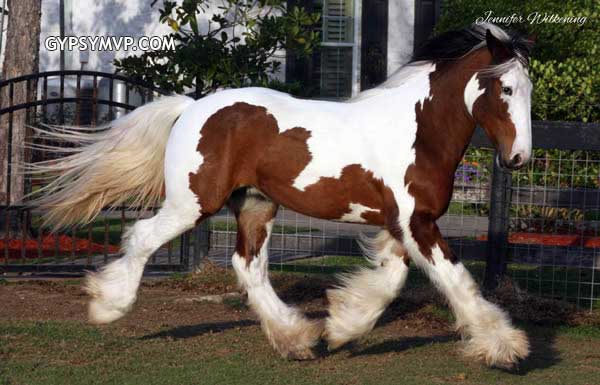 Gypsy Vanner Horses for Sale | Colt | Tri Color | Thayne
