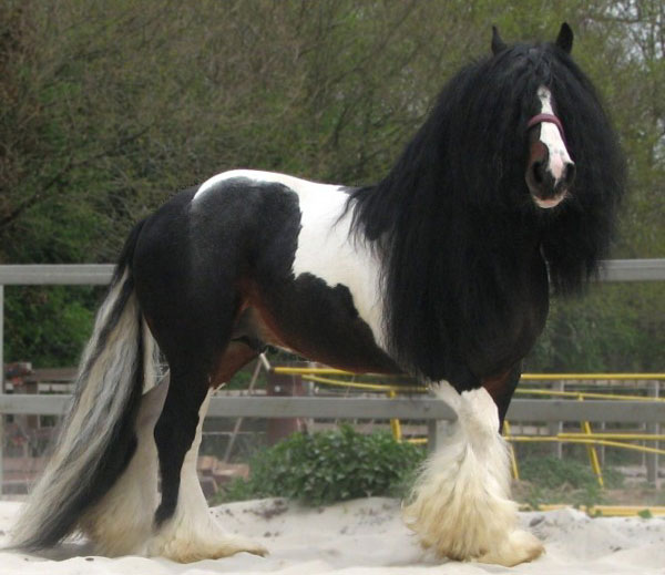 Charlene's Sire Thunder