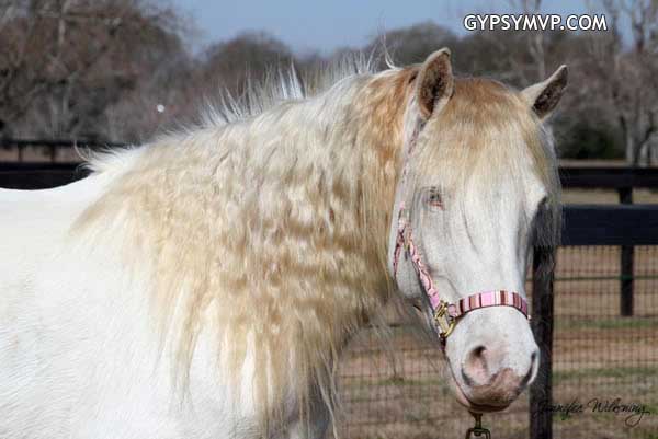 Gypsy Vanner Horses for Sale | Mare | Perlino Paint | Tinkerbell