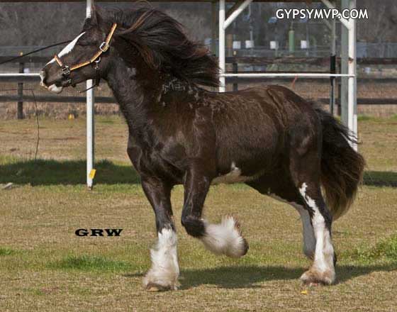 Gypsy Vanner Horse for Sale | Colt | Piebald | Titus 