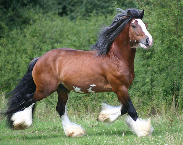 Tobie | Gypsy Vanner Stallion for Sale |Skewbald