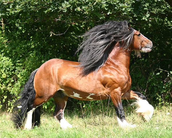 Tobie | Gypsy Vanner Stallion for Sale |Skewbald