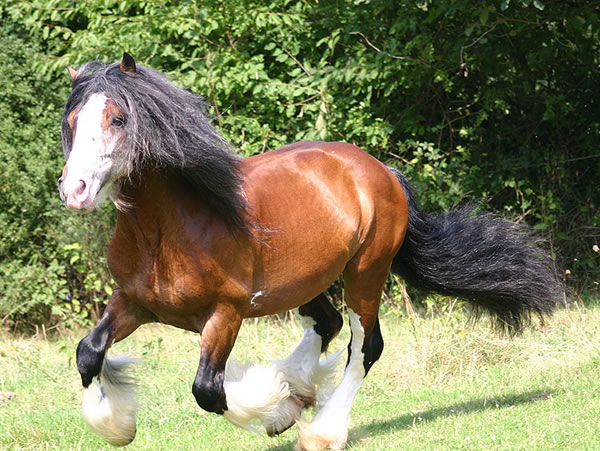 Tobie was born in 2001 and is trained to ride.