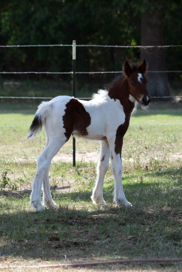 He is a tri colored Gypsy Vanner colt.