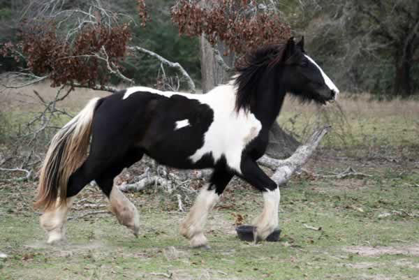He is an 8 month old Gypsy Gelding. 