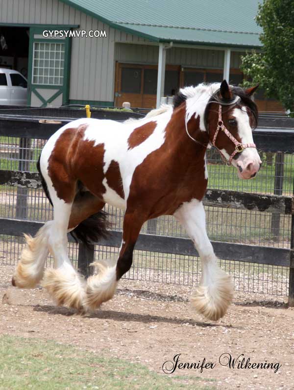 Gypsy Vanner Horses for Sale | Mare | Trinity