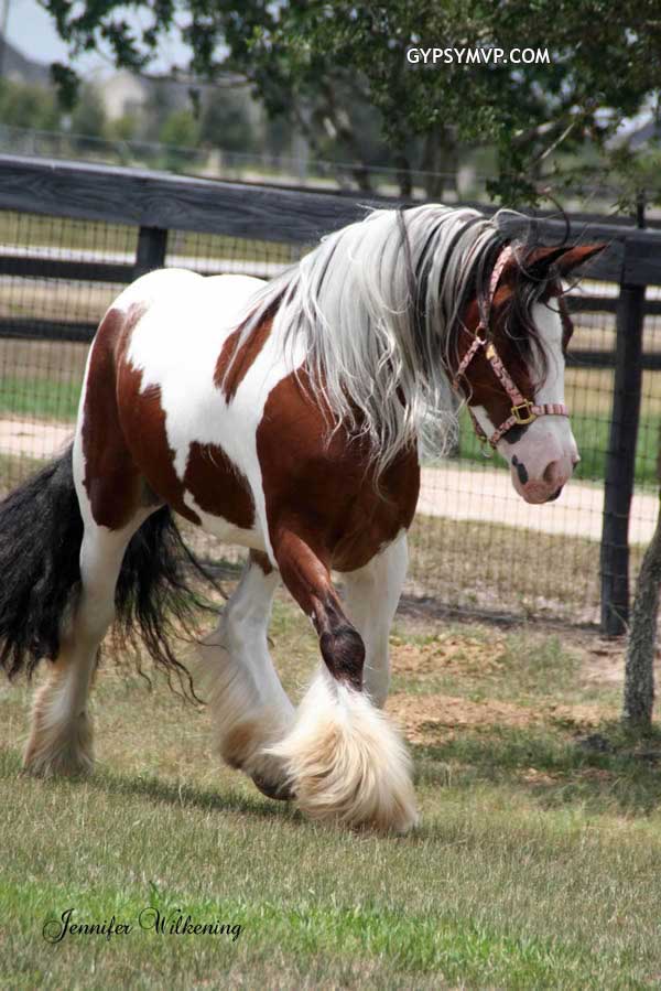 Gypsy Vanner Horses for Sale | Mare | Tri Colored | Trinity