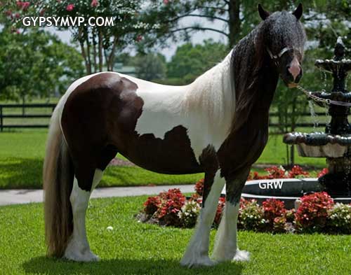 Gypsy Vanner Horses for Sale | Mare | Black & White| Trinity