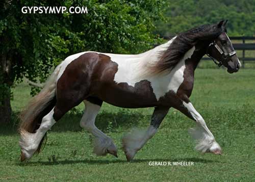 Gypsy Vanner Horses for Sale | Mare | Black & White| Trinity