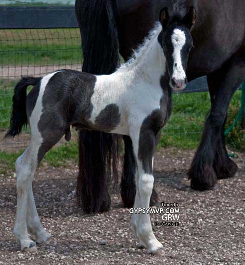 Gypsy-Friesian  Horses  for Sale