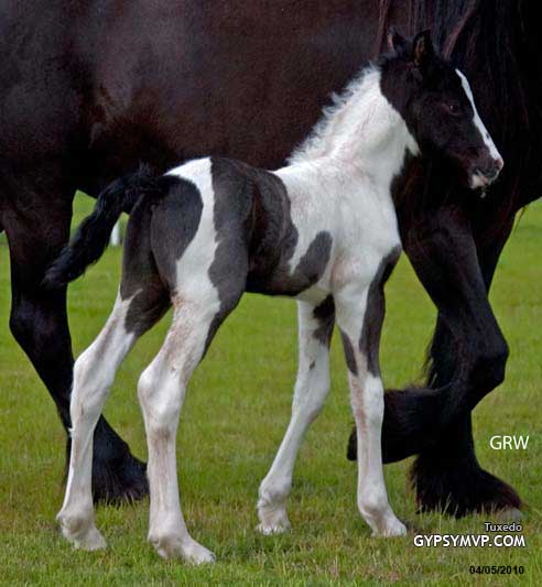 Gypsy-Friesian Horses for Sale